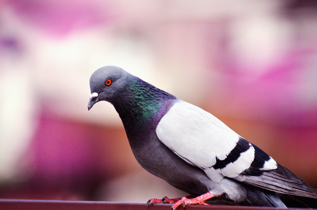 Klíšťák holubí je nemoc způsobena vnějšími parazity